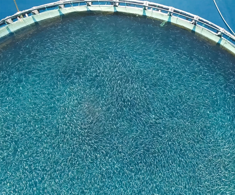 AQUACULTURE