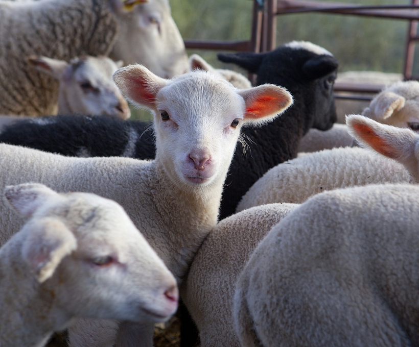 CALVES, LAMBS AND KIDS