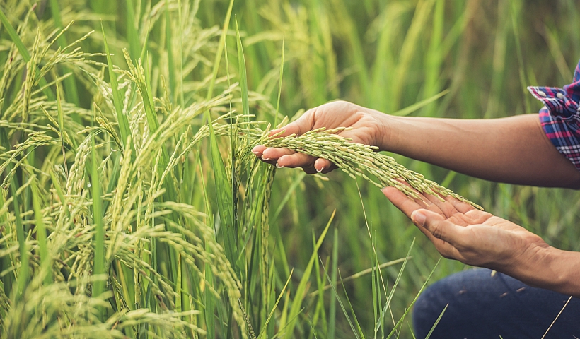 FARM FAES ECOEFICIENCIA